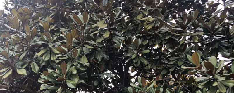 9公分廣玉蘭價(jià)格多少錢(qián)一棵