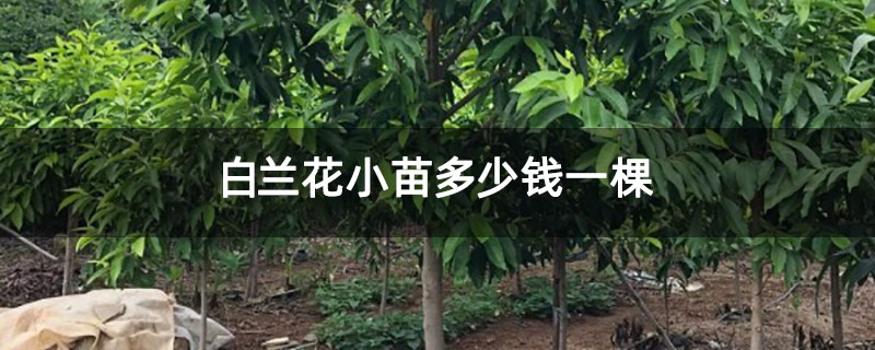 白蘭花小苗多少錢一棵