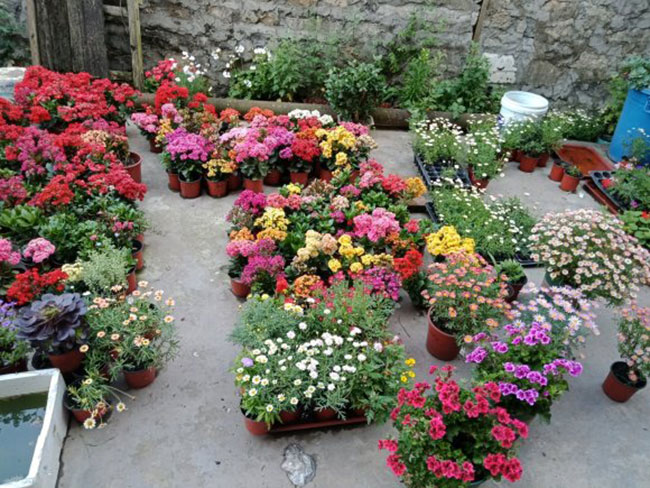 秋季長(zhǎng)壽花不能修剪，要不然半年無(wú)花！