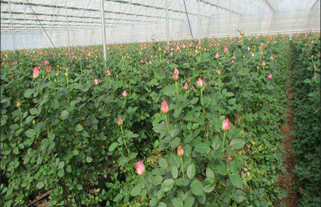 玫瑰幾月種植?玫瑰花的最佳種植時(shí)間