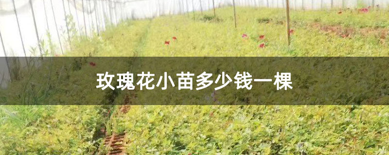 玫瑰花小苗多少錢一棵