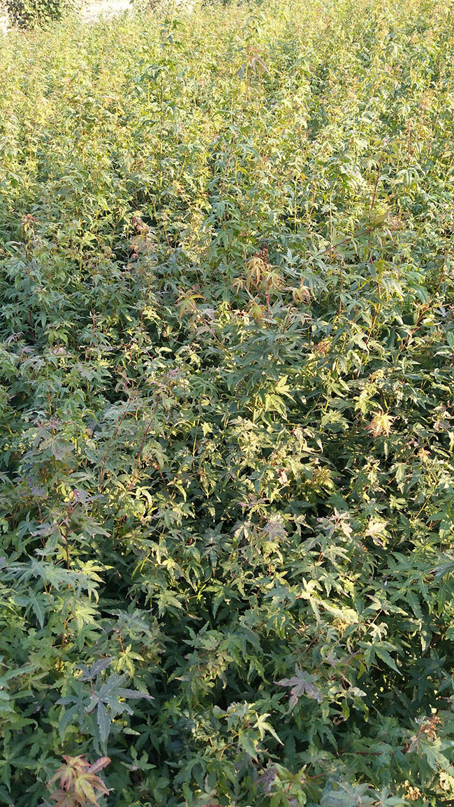 雞爪槭栽培養(yǎng)護要點，你都知道嗎？