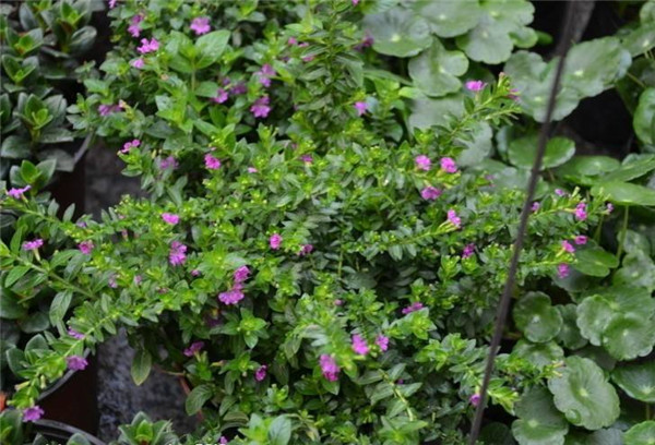 紅花滿天星圖片