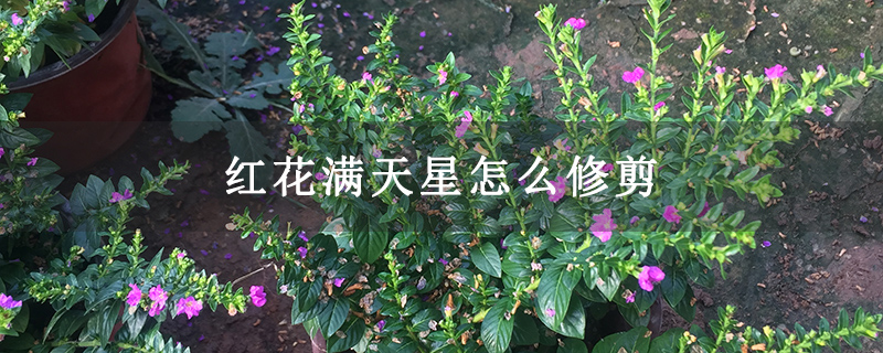 紅花滿天星怎么修剪