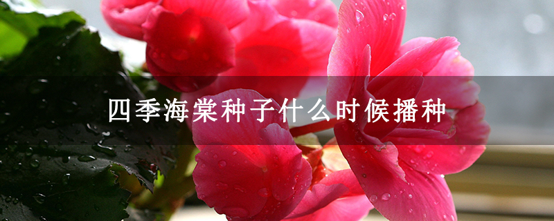 四季海棠種子什么時(shí)候播種