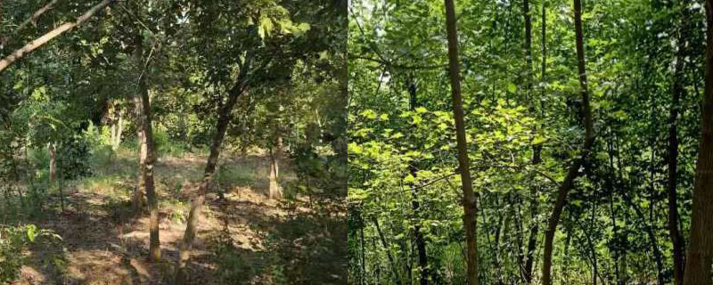 八公分三角楓價(jià)格多少錢一棵