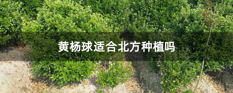 黃楊球適合北方種植嗎