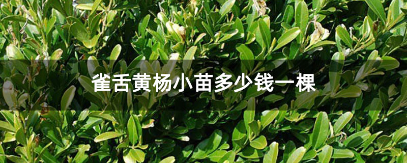 雀舌黃楊小苗多少錢一棵