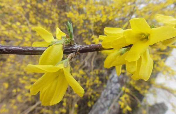 連翹花