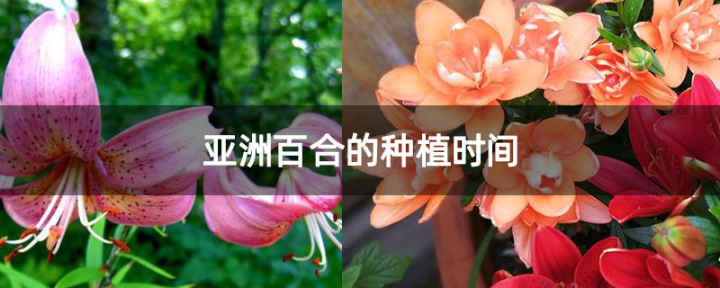 亞洲百合的種植時(shí)間