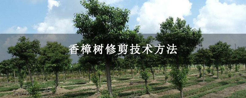 香樟樹修剪技術(shù)方法
