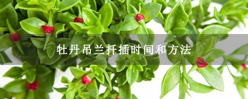 牡丹吊蘭扦插時間和方法