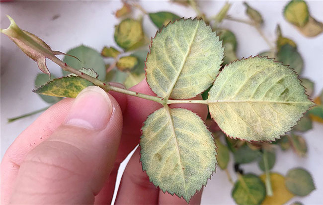 月季紅蜘蛛怎么防治？