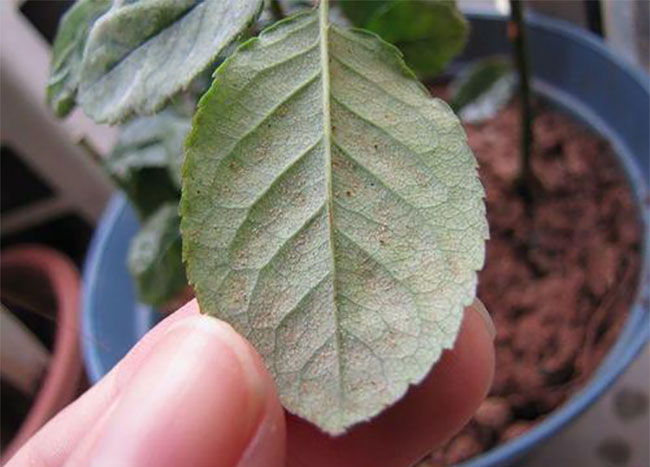 月季紅蜘蛛怎么防治？