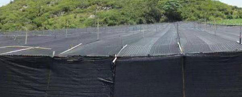 月季要多少針的遮陽網(wǎng)