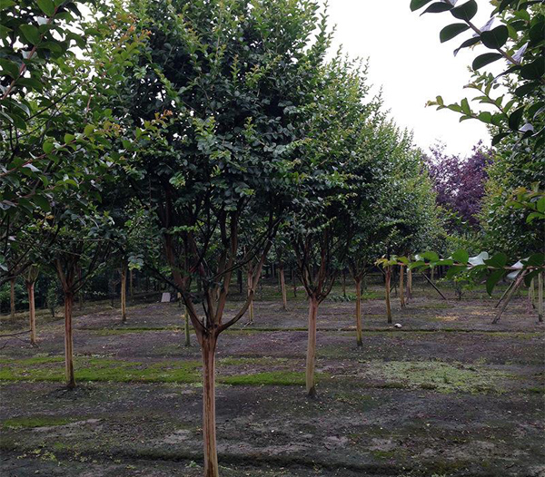 紫薇樹基地實(shí)拍