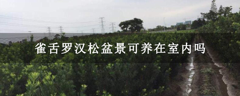 雀舌羅漢松盆景可養(yǎng)在室內嗎