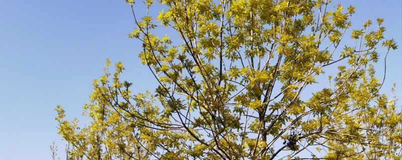 5公分金葉白蠟價(jià)格多少錢一棵