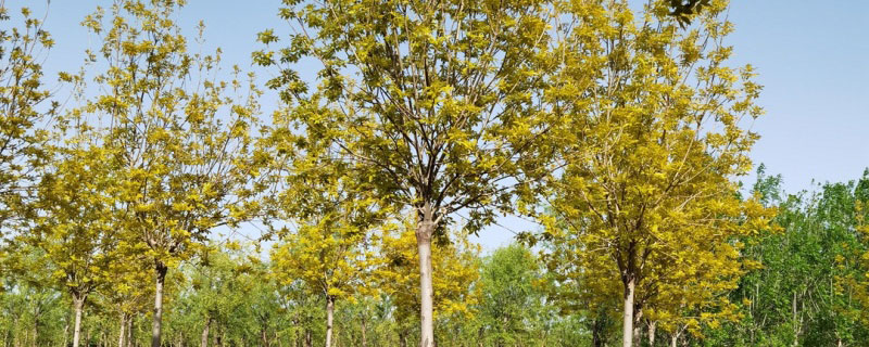 5公分金葉白蠟價(jià)格多少錢一棵 5公分金葉白蠟價(jià)格多少錢一棵？苗圃供應(yīng)5~12公分金葉白蠟樹苗，樹形美觀，樹姿漂亮，枝葉茂盛，生長(zhǎng)旺盛，它根系發(fā)達(dá)，移栽成活了高。原產(chǎn)地供應(yīng)直銷金葉白蠟的價(jià)格低于市場(chǎng)，5公分金葉白蠟價(jià)格180元一棵。本文主要介紹金葉白蠟價(jià)格、種植、園林用途等內(nèi)容，如果您需要采購(gòu)金葉白蠟，可以到文章下方咨詢花木網(wǎng)商家。 金葉白蠟屬于彩葉樹種之一，市場(chǎng)上米徑為8厘米價(jià)格為240-270元左右，河北金葉白蠟米徑為6厘米價(jià)格為80-85元左右，擁有很強(qiáng)的適應(yīng)能力，特點(diǎn)是抗寒冷、干旱、鹽堿。從花木網(wǎng)了解到，5公分金葉白蠟價(jià)格180元一棵，地徑2公分金葉白蠟價(jià)格10元一棵，4公分金葉白蠟價(jià)格96元一棵。注：金葉白蠟的價(jià)格受到行情和規(guī)格的影響，有上下浮動(dòng)，供參考，有需要采購(gòu)的朋友可以咨詢商家獲取實(shí)時(shí)報(bào)價(jià)。 金葉白蠟的園林價(jià)值有哪些 1、金葉白蠟樹高10-15米，枝葉稠密，樹形優(yōu)美，嫩葉金黃，7月底以后，漸變?yōu)辄S綠色。植株的適應(yīng)性很好，可以廣泛栽種于陽(yáng)坡、山麓、溝谷、水邊、丘陵、平原地區(qū)。 2、金葉白蠟成片或者成排種植，極具詩(shī)情畫意，近看滿樹葉片金黃，金燦燦的很動(dòng)人，遠(yuǎn)看像金色的鑲邊，搭配其他苗木有畫龍點(diǎn)睛的作用。 3、金葉白蠟的萌發(fā)力強(qiáng)，材理通直，植株生長(zhǎng)迅速，柔軟堅(jiān)韌，樹形優(yōu)美，適合作風(fēng)景樹、行道樹、庭蔭樹等，它的園林應(yīng)用非常廣。