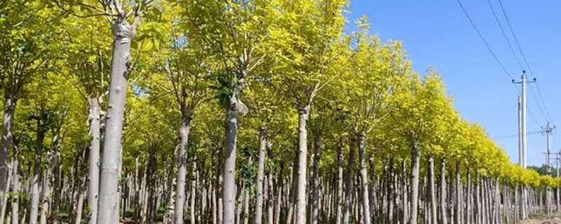 6公分金葉白蠟價(jià)格多少錢一棵