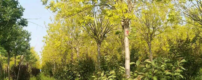 15公分金葉白蠟價(jià)格多少錢一棵