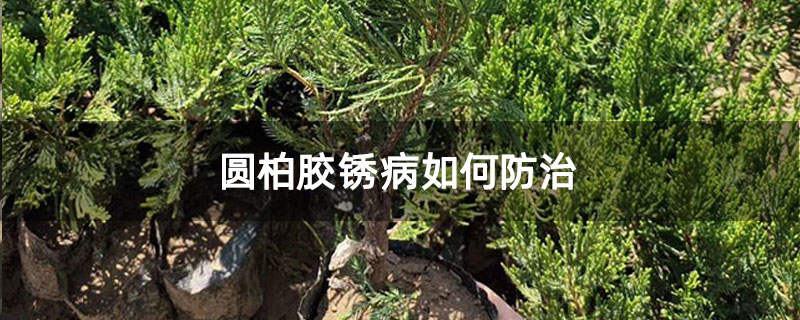 圓柏膠銹病如何防治