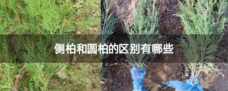 側(cè)柏和圓柏的區(qū)別有哪些