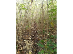 巨紫荊多少錢？巨紫荊價(jià)格最新市場預(yù)測