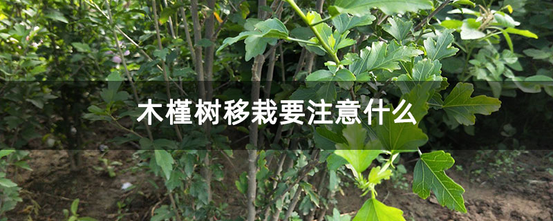 木槿樹移栽要注意什么