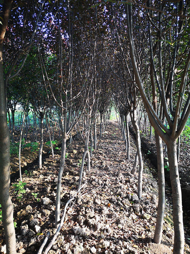 紅葉李樹苗多少錢一棵?2020年紅葉李樹苗價(jià)格最新價(jià)格