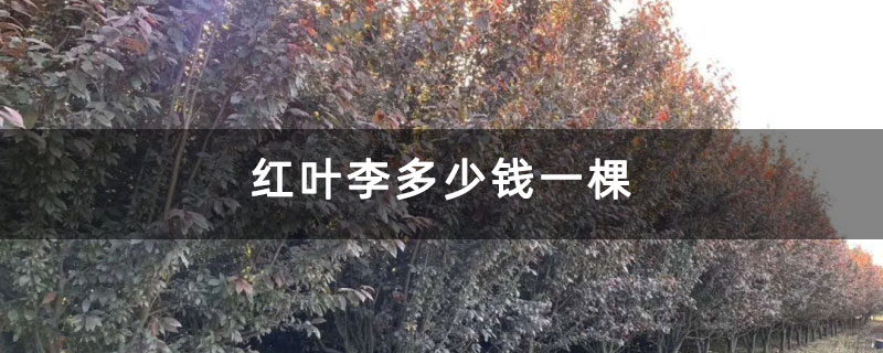 紅葉李多少錢一棵