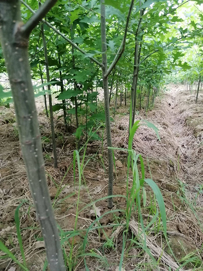 娜塔櫟種植后幾天發(fā)芽?娜塔櫟移栽技術(shù)
