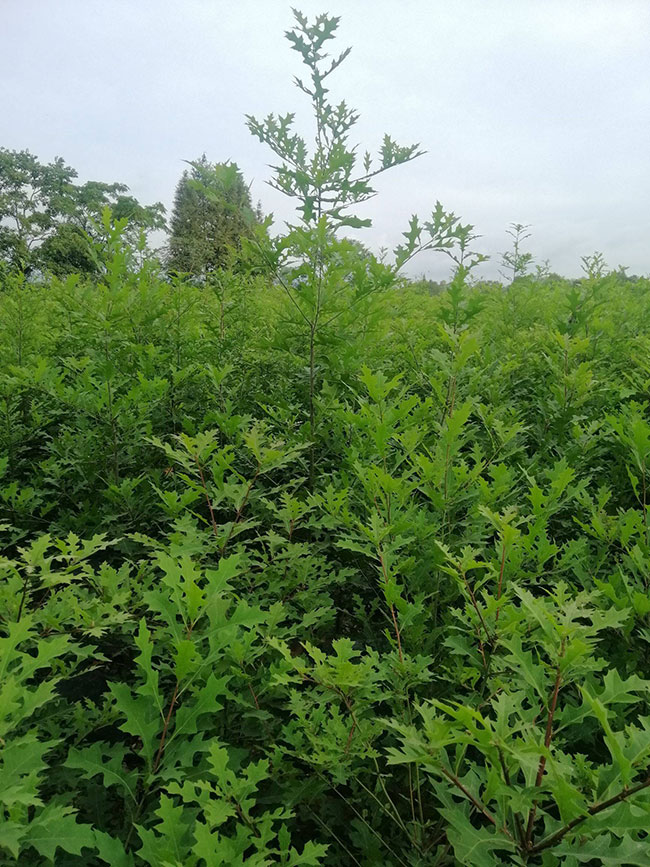 娜塔櫟需要什么肥料?娜塔櫟施肥與管理方法