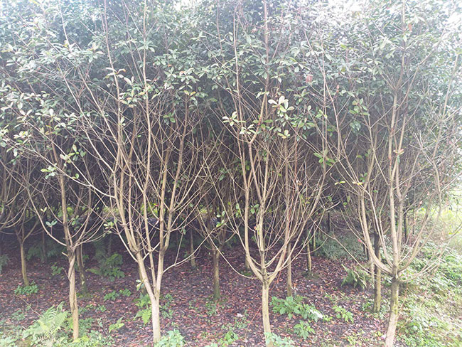 紅葉石楠樹多少錢一棵?