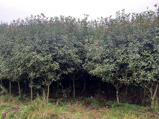 紅葉石楠樹多少錢一棵?