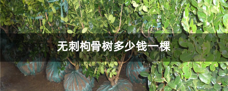 無刺枸骨樹多少錢一棵