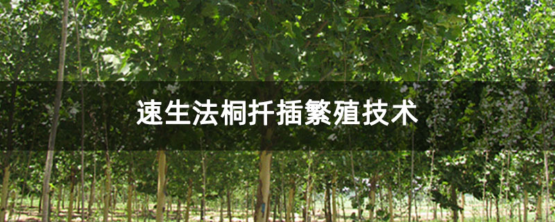 速生法桐扦插繁殖技術(shù)