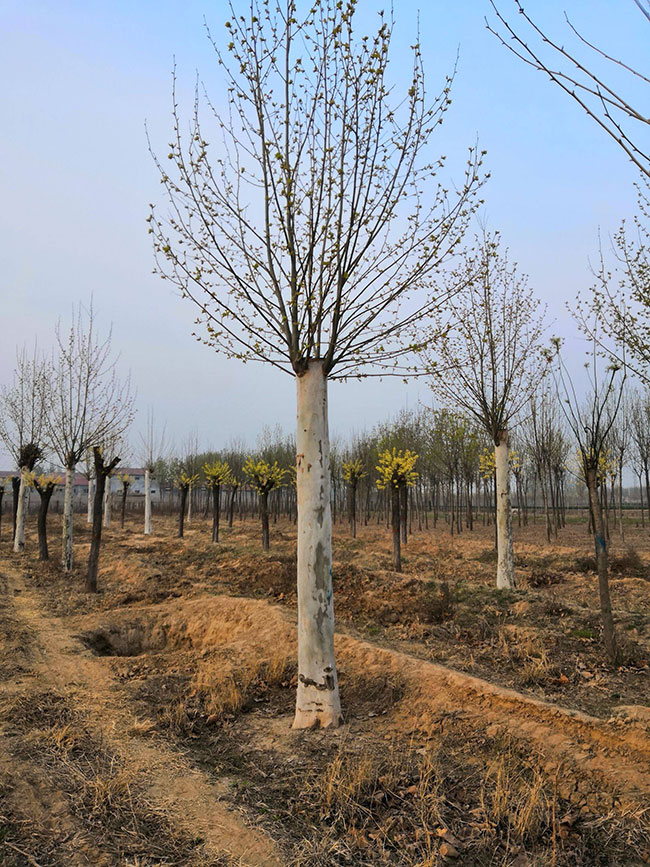 造型法桐小苗多少錢一棵?造型法桐小苗批發(fā)價格