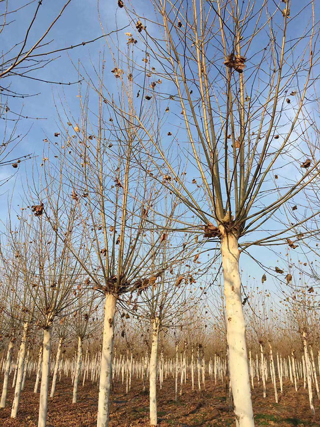 造型法桐小苗多少錢一棵?造型法桐小苗批發(fā)價格