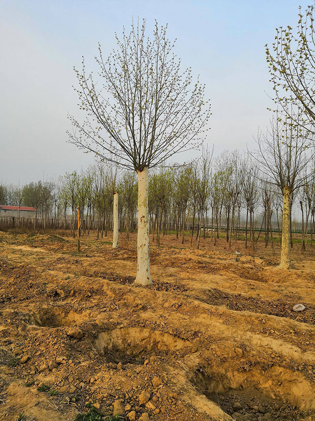 造型法桐小苗多少錢一棵?造型法桐小苗批發(fā)價格