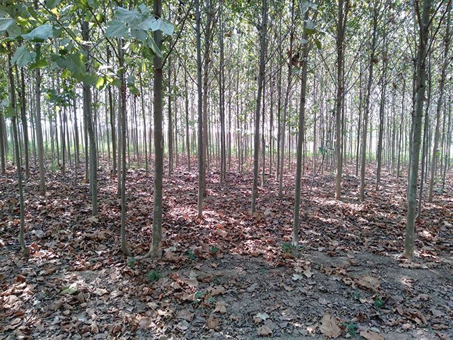 造型法桐小苗多少錢一棵?造型法桐小苗批發(fā)價格