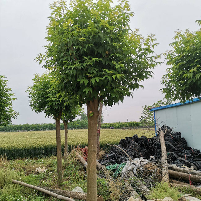 金葉復(fù)葉槭前景如何?金葉復(fù)葉槭的種植前景