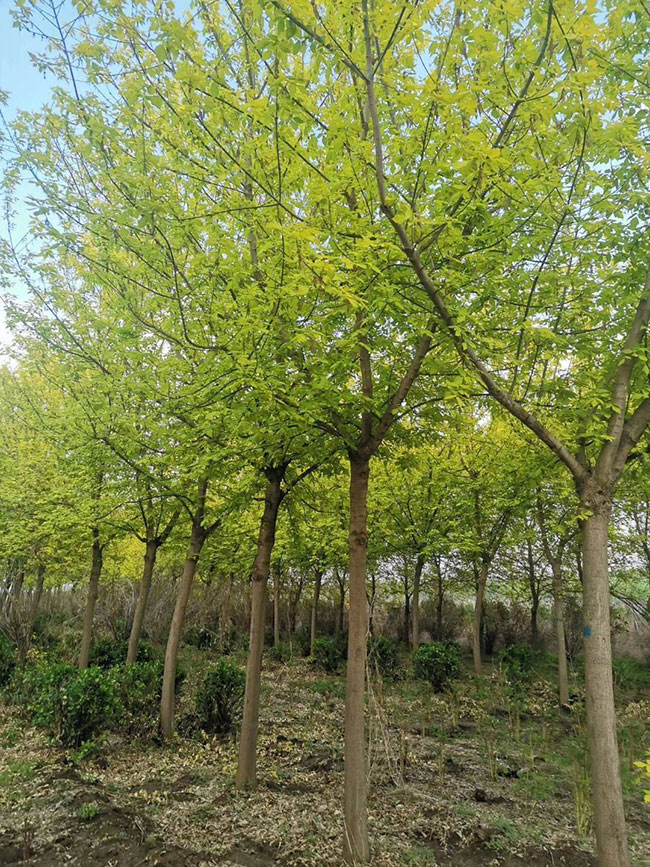 金葉復(fù)葉槭前景如何?金葉復(fù)葉槭的種植前景