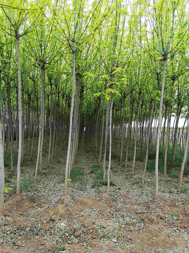 金葉復(fù)葉槭前景如何?金葉復(fù)葉槭的種植前景