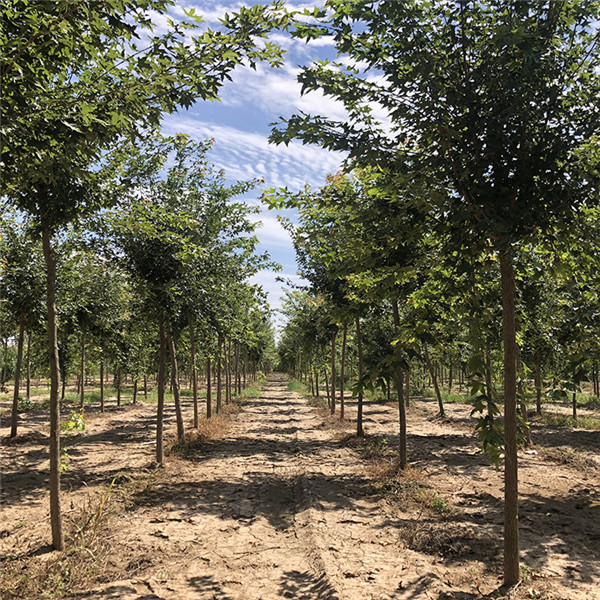 江蘇大型五角楓基地實(shí)拍圖