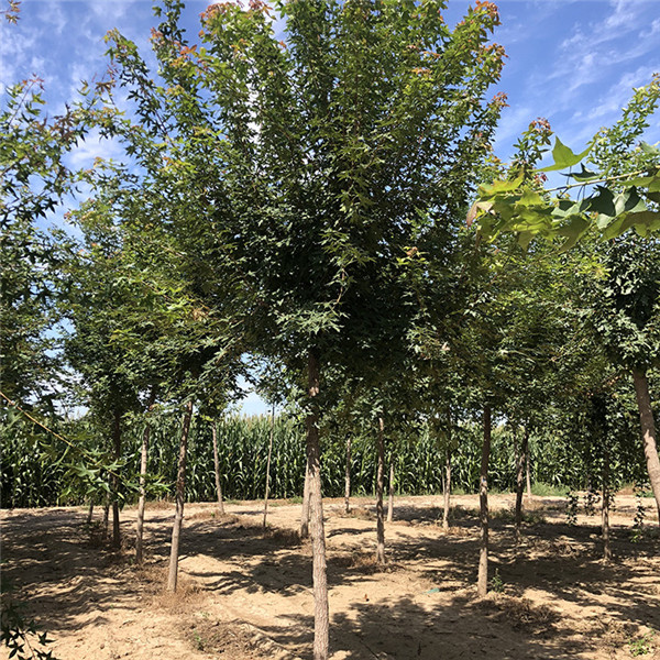 江蘇大型五角楓基地實拍圖