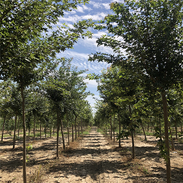 江蘇大型五角楓基地實拍圖