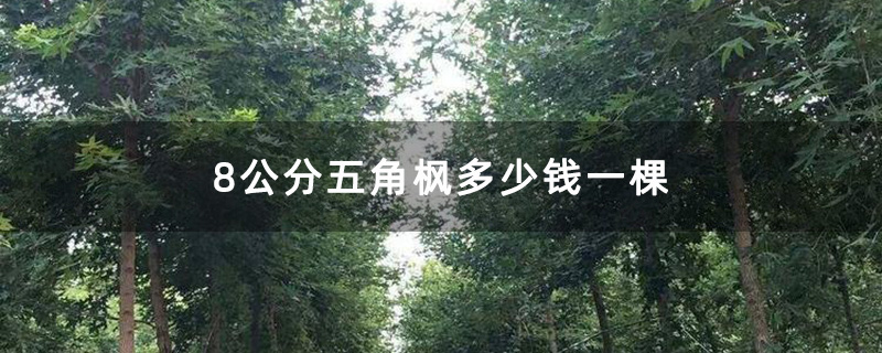 8公分五角楓