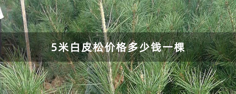 5米白皮松