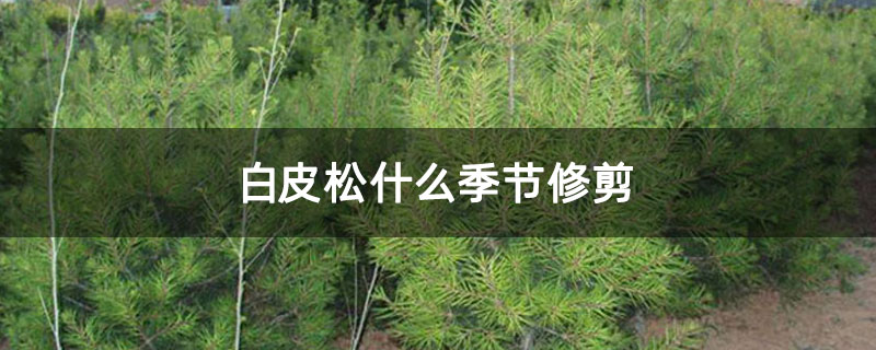 白皮松什么季節(jié)修剪